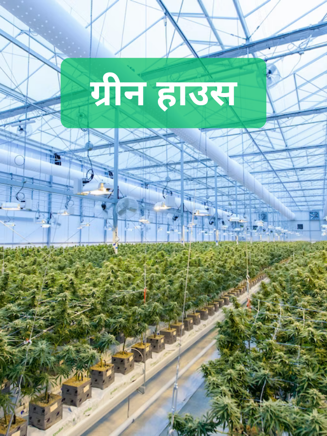 greenhouse