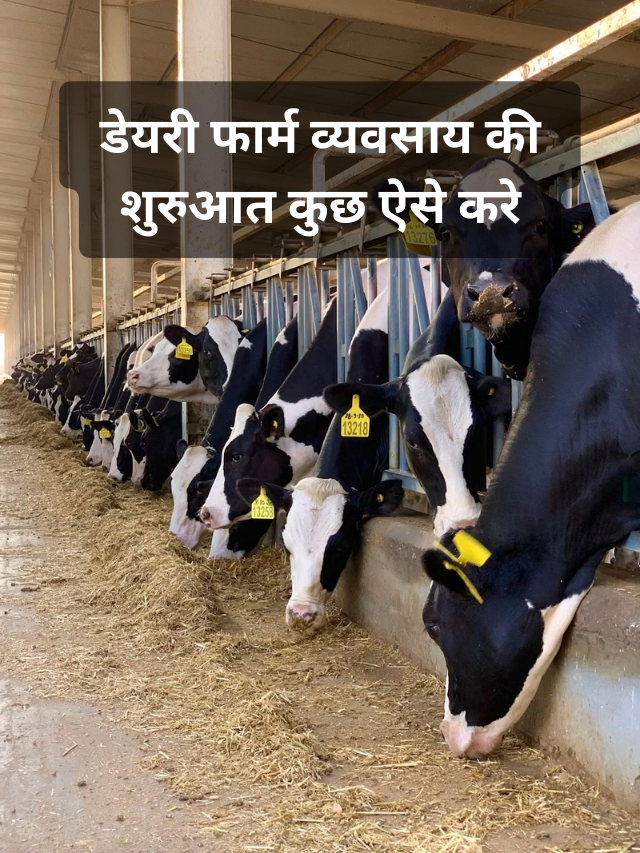 dairy farming
