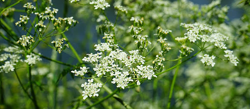 cumin seeds crops 